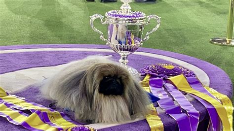 Best in show at the 2021 Westminster Kennel Club Dog Show goes to… | DogTails