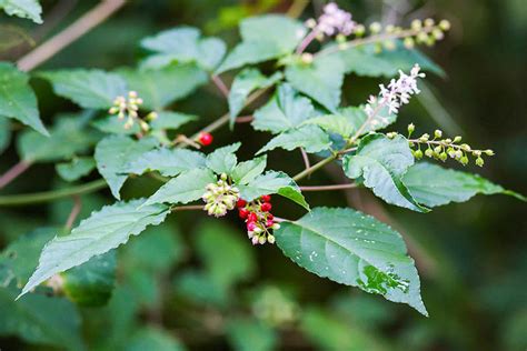 Recommended Shade-Loving Native Shrubs for South Florida