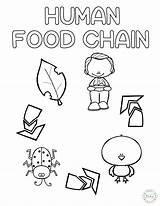 Preschool coloring Pages Human food chain – Artofit sketch template