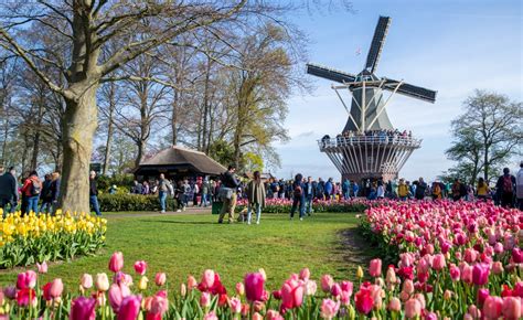 Chiêm ngưỡng vườn hoa tulip Keukenhof lớn nhất thế giới tại Hà Lan - Saco Travel