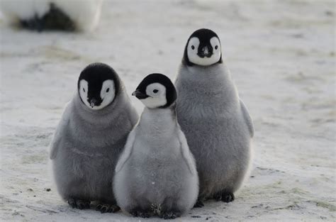 fluffy-penguin-chicks - Patagonia Hero