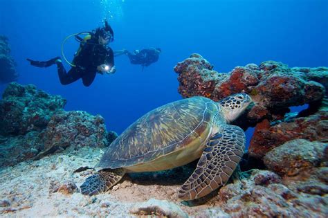 Scuba Diving Maldives - Diving Maldives - Maldives Diving