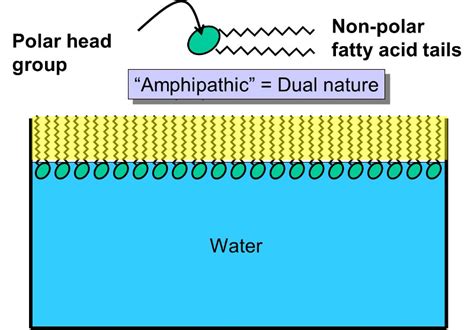 Overview of Cell Structure and Function