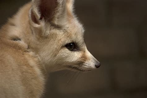 Fennec fox | Artis Royal Zoo - Amsterdam - The Netherlands | Kitty Terwolbeck | Flickr