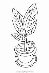 Turmeric Plant Coloring Page For Kids  Free Plants Printable sketch template