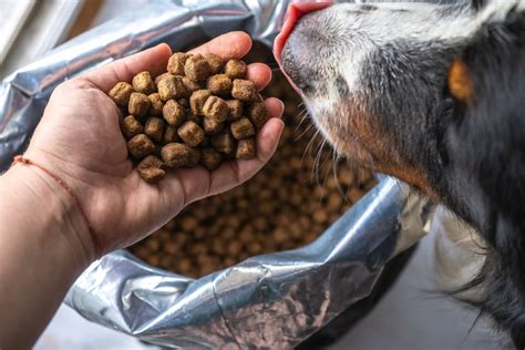 Your Dog Food Bag: 5 Reasons to Save It | Great Pet Care