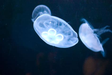 Moon Jellyfish: The Immortal Jellyfish - Ocean Info