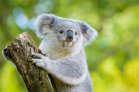 Lending a Helping Hand to Koalas in Need | The International Wildlife Coexistence Network