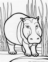 Hippo Coloring Pages For Kids At GetColoringscom  Free printable sketch template