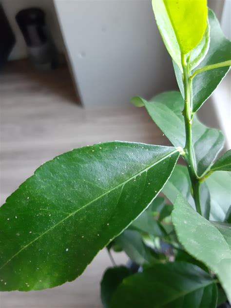 Spider mites on indoor lemon tree. Any way to safely/effectively get rid of them? : r/IndoorGarden