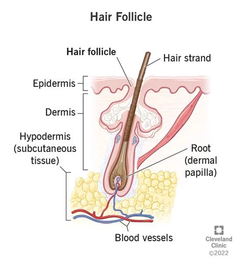 Hair Follicle: Function and Structure