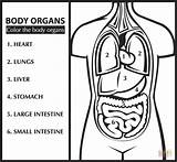 Color the Body Organs Learn English coloring Page  Free Printable sketch template