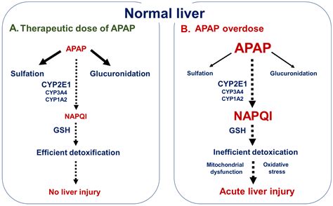 Livers | Free Full-Text | Acetaminophen-Induced Hepatotoxicity in Obesity and Nonalcoholic Fatty ...