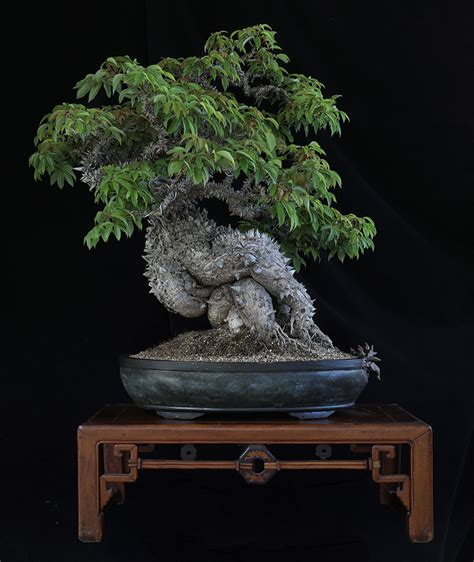 The Dragon Bonsai - Bonsai Empire