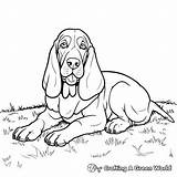 Basset Hound Coloring Pages  Free & Printable sketch template