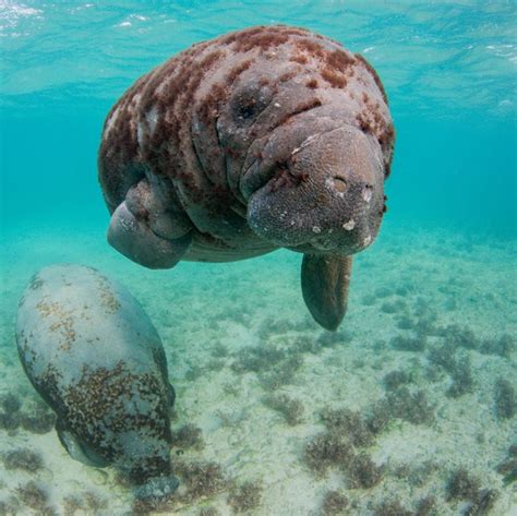 How to Tell the Difference Between Manatees and Dugongs