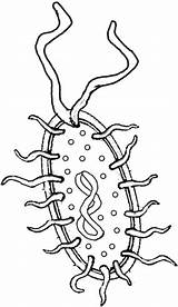 Bacteria Prokaryote Cell Coloring sketch template