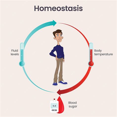 Intro to Homeostasis - Clip Art Library