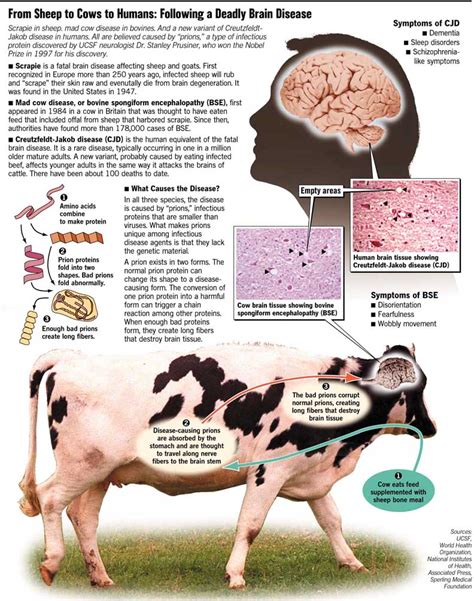 Mad Cow Disease In Humans Symptoms