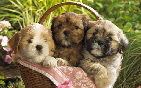 Cute Puppies 2 Wallpapers | HD Wallpapers | ID #8237