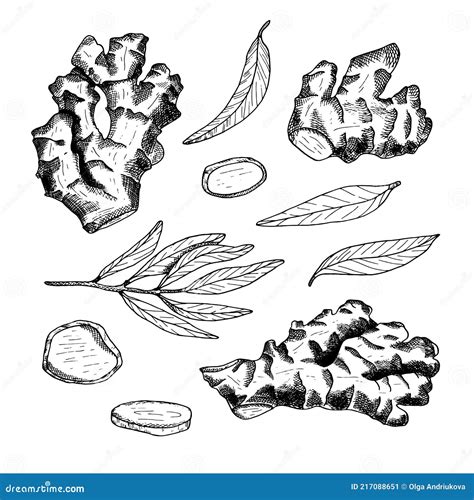 Ginger Root Outline Vector Set. Hand Drawn Ginger Plant with Leaves and Cut Slices Illustration ...