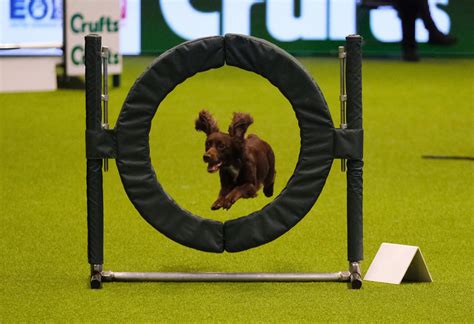 Crufts 2023 schedule: when is it on TV and who is presenting? - Canada ...