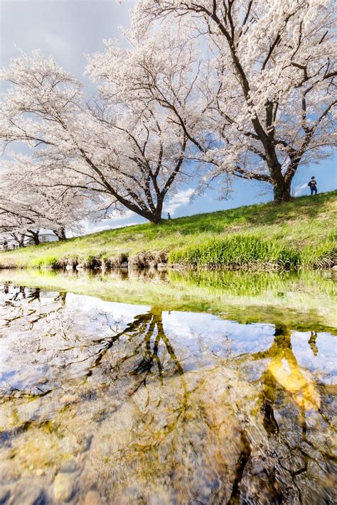 Top 10 photo spots for cherry blossom in japan – Artofit