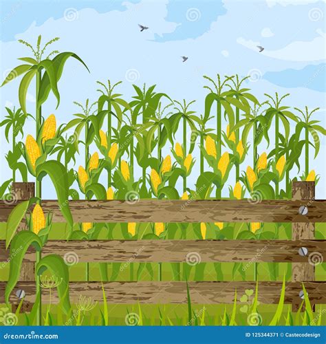 Corn Field Growing Vector. Maize Background Summer Seasons Stock Vector ...