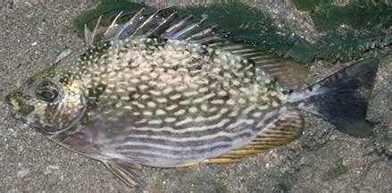 Rabbitfishes (Siganidae) on Singapore shores