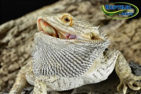 Bearded Dragon Care Sheet – Reptiles by Mack