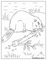 Beaver Coloring Pages sketch template