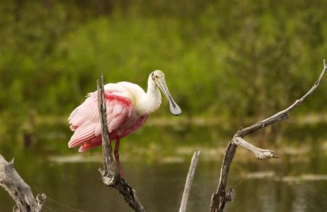 Roseate Spoonbill - Ajaia ajaja - NatureWorks