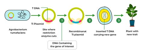 Recombinant DNA Technology - Tools, Process, Applications and FAQs