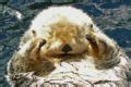 Sea Otter (Enhydra Lutris) | AZAnimals.com