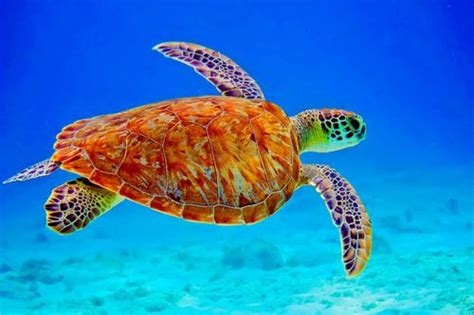 30 Stunning Pictures Of Sea Turtles | Sea turtle pictures, Turtle, Beautiful sea creatures