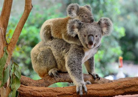 Koala declarado en peligro de extinción en Australia