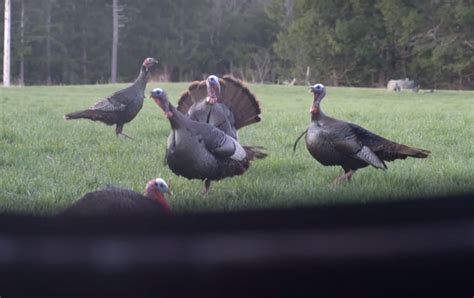 23 Best Turkey Hunting Tips For Beginners | Turkey Hunting 101