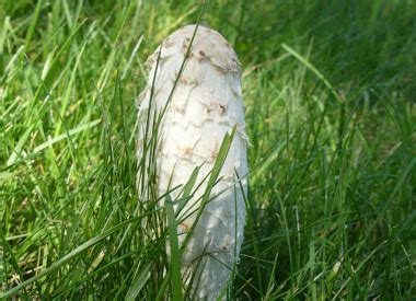 Shaggy Mane Identification: Pictures, Habitat, Season & Spore Print ...