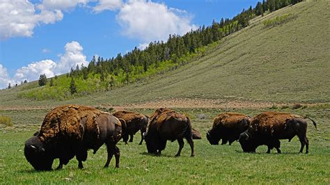 This $45 Million Colorado Ranch Comes With a Free Herd of Bison