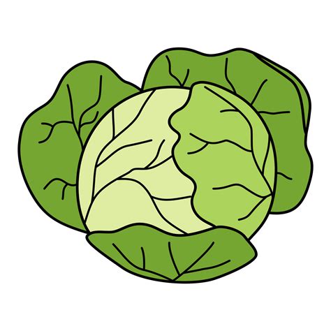 Cartoon cabbage head. Colorful vegetable. Vector illustration isolated on white background ...