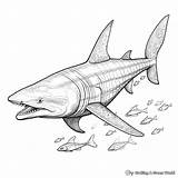 Shark Week Coloring Pages  Free & Printable sketch template