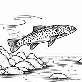 Brook Trout Coloring Pages  Free & Printable sketch template
