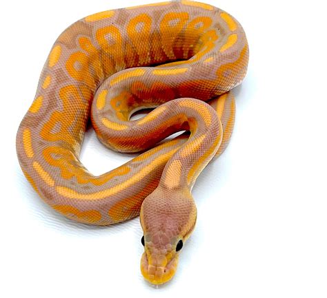 Cinnamon Banana Ball Python – Reptile Pets Direct