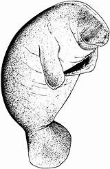 Free Manatee Coloring Pages sketch template