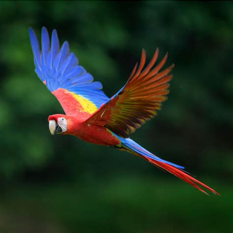 Pin by Gabriele Alexander on Scarlet macaws | Rainforest animals ...