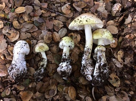 New test identifies poisonous mushrooms — Science Bulletin