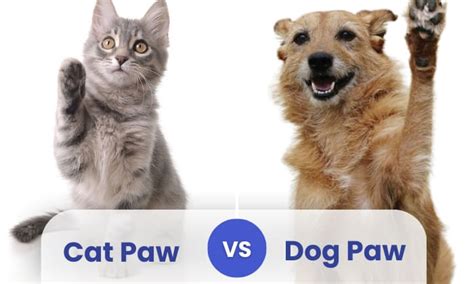 Cat Paw vs Dog Paw: Similarities and Differences