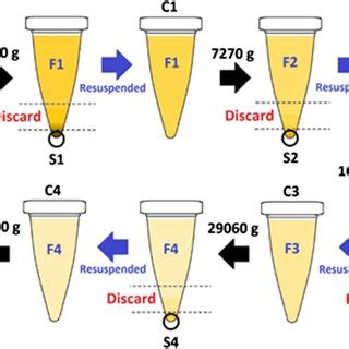 Schematic illustration of the differential centrifugation process ...