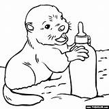 Baby River Otter Pages Coloring sketch template