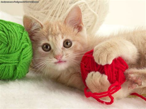 Kitten playing with yarn wallpapers and backgrounds for myspace and twitter layouts